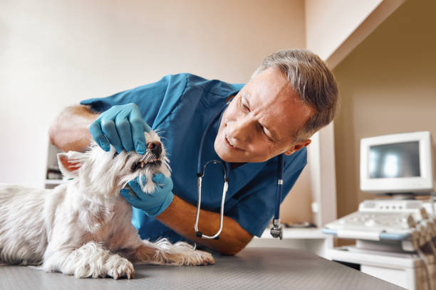 Best Same-Day Emergency Dental Services in Oakley, UT